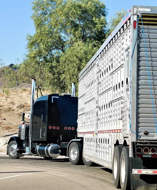Transport animale